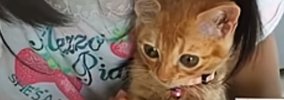 仲良しな『小学生の女の子と保護子猫』→９年後…立派に成長した『ふた…