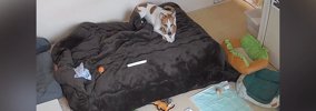お留守番中の『犬と猫の様子』をカメラで確認した結果…尊すぎる『まさ…