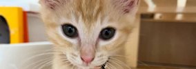 赤ちゃん猫を拾った飼い主さん→獣医に『大きくなるかも』と言われて……