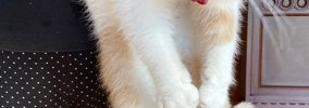 台所に行った猫→おばあちゃんにつかまって…まさかの『表情』に爆笑の…