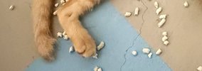 夜中の12時過ぎ、子猫たちがいる部屋のドアを開けたら…目に飛び込んで…