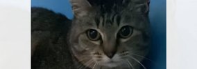 『なかなか心を開いてくれなかった保護猫』が、突然…寝ている最中に起…