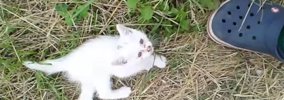 茂みから飛び出してきた『1匹の子猫』…驚きの出会いと『13年後の光景…