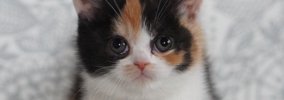 小さくて可愛かった生後1ヶ月の子猫→約2年後の姿が…まさかの『貫禄が…