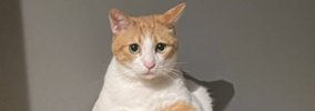 帰宅したら机の上でネコが……飼い主さんが恐怖を感じた『まさかの姿』…