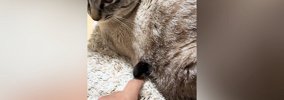 猫のお腹から出ている『謎の物体』をツンツンしていると…予想外の『爆…