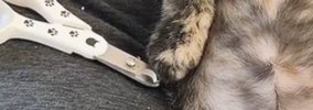 爪切りをしてもらった子猫→『終わった直後の様子』を見ると…とんでも…