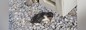 母猫に置いてきぼりにされた『生後2日の赤ちゃん猫』を保護→1か月お世…