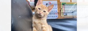 『猫飼わない？』と友達から連絡→一目ぼれして迎え入れたら…10分後の…