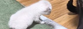 保護された『赤ちゃん猫』→先住猫たちのもとへ行くと…あまりにも『優…
