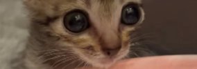 初めて水を飲む保護子猫→『表情』が変化して…一生懸命な様子が可愛す…