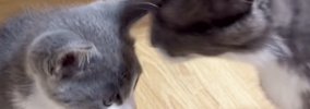 子育て中の母猫→亡くなった我が子そっくりな『保護子猫』と対面した結…