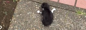 玄関先で『弱っていた子猫』を保護→1か月が経つと…涙あふれる『成長記…