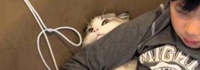ゲームに夢中な男の子→猫の首に腕を乗せてしまった結果…『まさかの展…