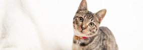 初めてでも飼いやすい『おすすめ猫種』5選　性格や特徴、お迎え前に知…