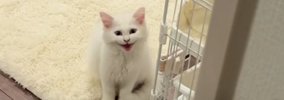 甘えん坊の子猫が『3時間ぶりにママと再会』した結果…涙が出るほど尊…