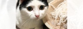 アイラインを引いているように見える猫→『目を閉じる』と……まさかの『…