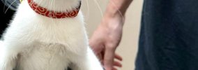 動物病院に連れてこられた猫…キャリーバッグを開けた瞬間の『100点満…