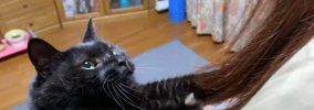 黒猫が『遅い時間に帰ってきた飼い主』を見たら……思わず悶絶の光景が3…