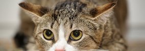 猫に『ごめんね』を上手に伝える方法7選　信頼を取り戻すためのポイン…