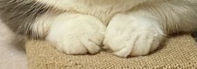 ふと視線を感じて振り向いたら、猫の『表情』が…思わず笑う『まさかの…