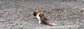 足を引きずるようにして歩いていた野良猫を保護したら…涙あふれる『2…