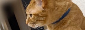 『ほんまに涙出るほど笑った』→椅子の上にいた猫…衝撃の『くつろぎ方…