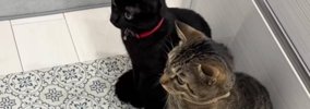 初めて『自動トイレ』を見た2匹の猫が…260万再生突破の『100点満点の…