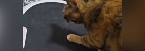 ブルブルマシンの電源を入れたら、『猫』が乗ってきて…飼い主爆笑の『…