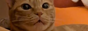 わざと違う名前で呼んでみたら、猫は…あまりにも可愛すぎる『まさかの…