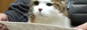 猫のご飯の時間→『スタイ』を首元に近づけると…まさかのルーティンに1…