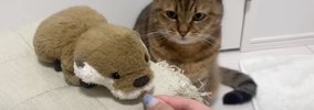 猫が『ライバル視しているぬいぐるみ』におやつを分けたら…爆笑必至の…