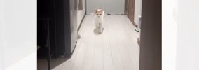「猫に初めて怖いと思ったｗ」主のもとに駆け寄る猫…『衝撃的すぎる走…