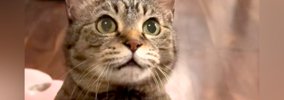 子どもたちが寝ると、待っていた猫が近づいてきて…胸キュン必至の『愛…