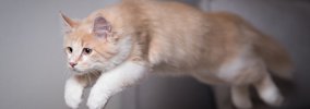 猫が『すごく楽しんでいる』ときにみせるサイン3つ　愛猫を喜ばせるた…