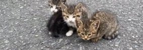 『道の真ん中で身を寄せ合っていた子猫たち』を保護したら…涙あふれる…