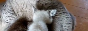 『授乳しているママ猫』と思いきや……『まさかの状況』に胸が熱くなる…
