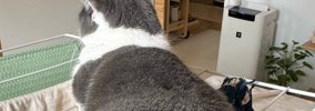 タオルハンガーの上に座っている猫→『右足』を見てみると…思わず二度…