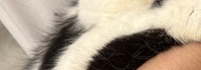 爪を切ろうと『猫を抱っこ』したら…涙が出るほど可愛い『表情』と『お…