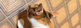 三毛猫の肩のあたりをよーく見たら…「声出たｗｗ」まさかの光景に「す…