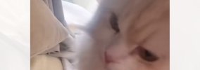 起きたらママがいないことに気がついた猫→次の瞬間…予想外の『鳴き声…