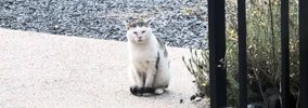 外で頑張り続けた『傷だらけのボス猫』が保護されて…涙あふれる『物語…