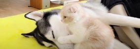 爆睡している犬を『起こしにいった猫』のはずが…予想外の光景が可愛す…