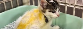 『雷に怯えていた子猫たち』を保護したら…1匹に付いていた『着色の正…