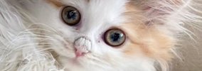 猫の『鼻にできたカピカピ』を病院で取ってもらった結果…印象が全然違…