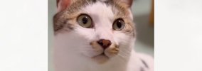 猫に『大好きだよ』と伝えた結果…涙が出るほど愛おしい『リアクション…