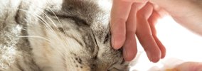 こんな姿が見られたら愛されている！猫が飼い主にだけ見せる行動4選と…