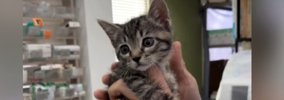 保護した子猫を『動物病院』に連れていった結果…素敵すぎる『先生のリ…