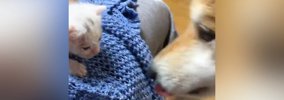 『捨てられていた赤ちゃん猫』を連れて帰った結果…家にいた柴犬が見せ…