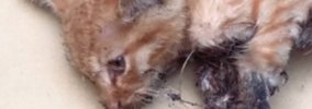 "犬派"だった主→子どもが瀕死の子猫をつれて帰ってきた結果…